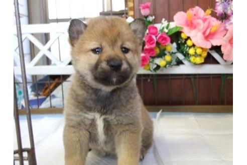 成約済の三重県の柴犬-43877の2枚目